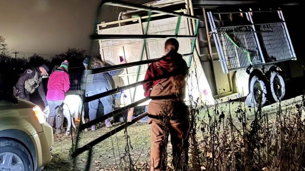 putting-sheep-in-trailer