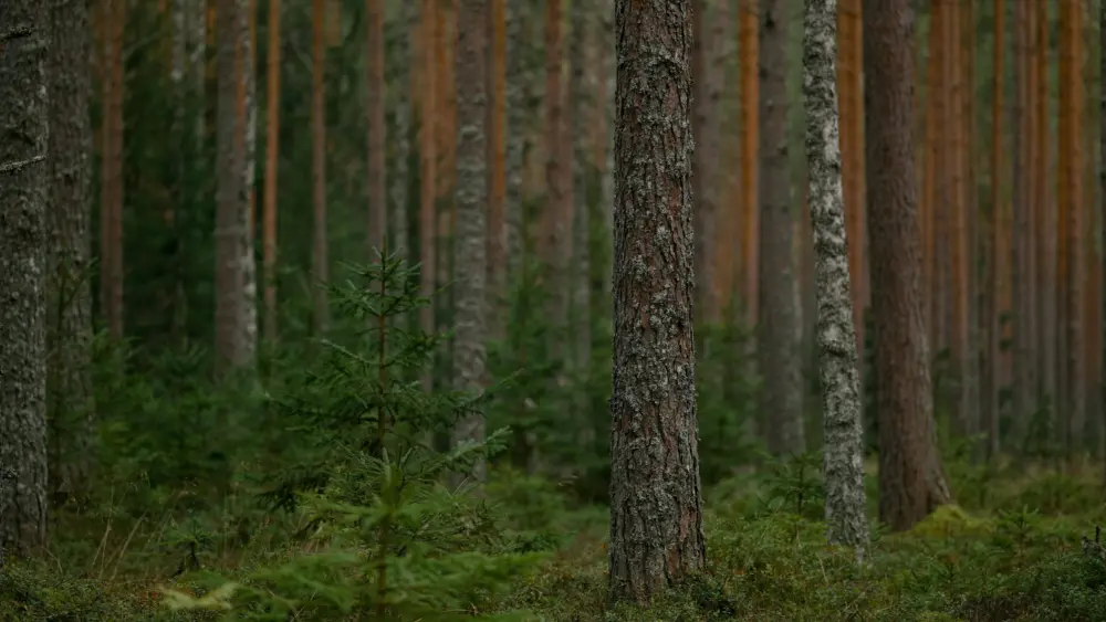 pexels-lauripoldre-3384925610867