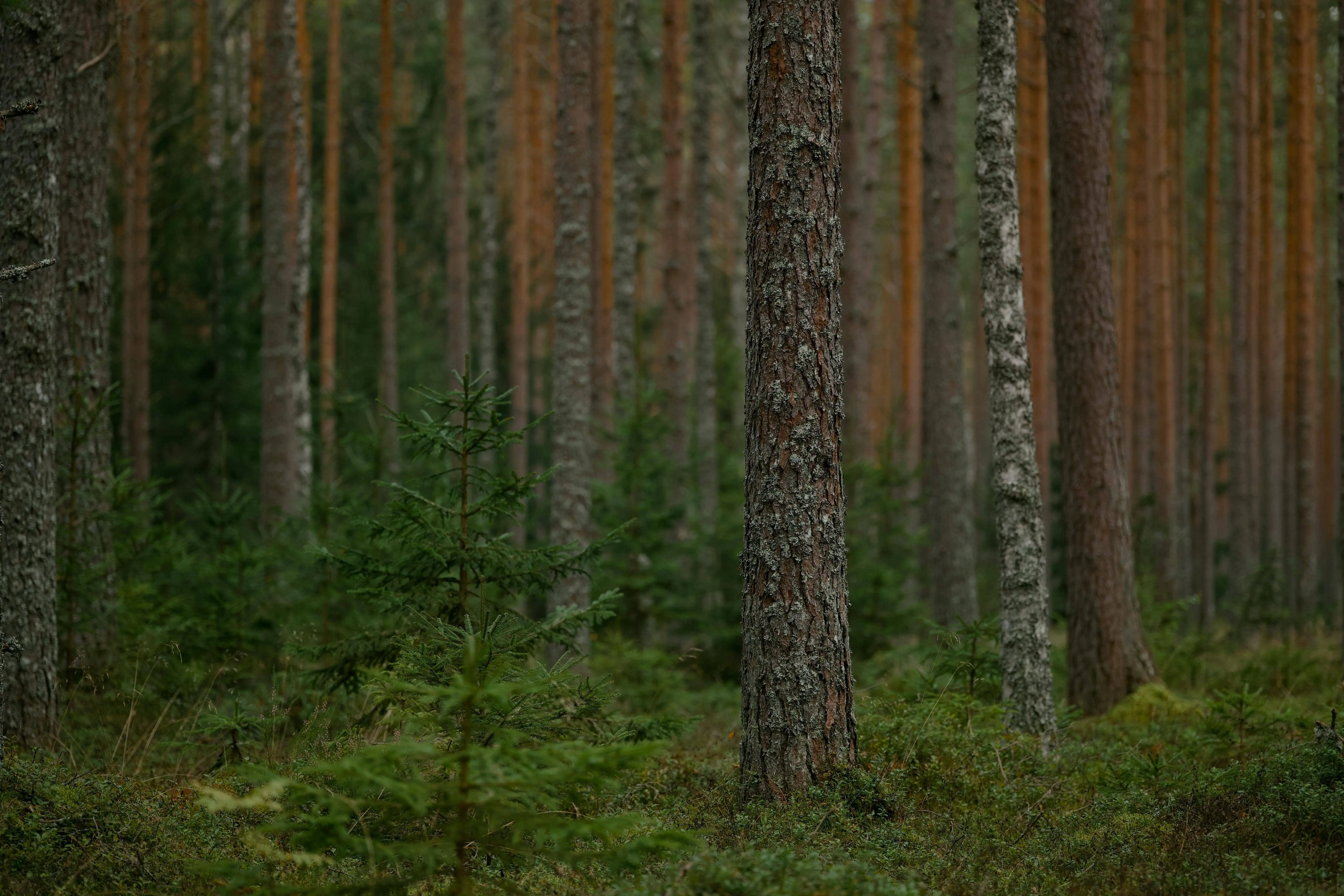 pexels-lauripoldre-33849256