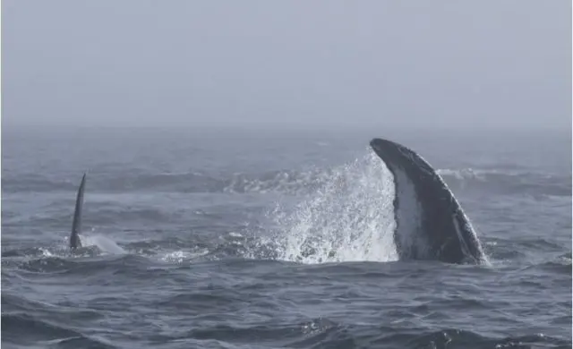 orca-vs-humpback-e1664576751442