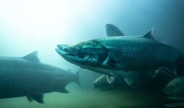 salmon-school-river-3