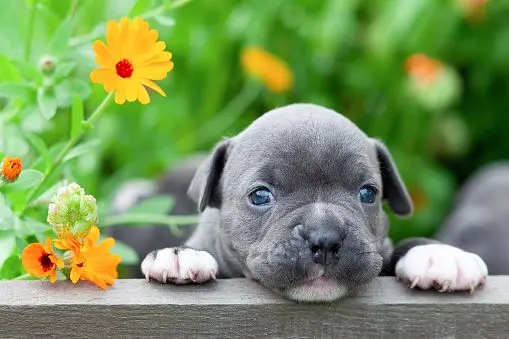 tiny-and-charming-new-born-puppy-of-the-american-bully-dog-breed-bulldog