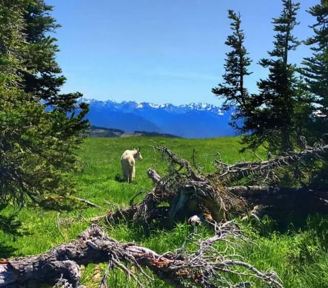 mt-goathurricaneridge-e1536352758347-3