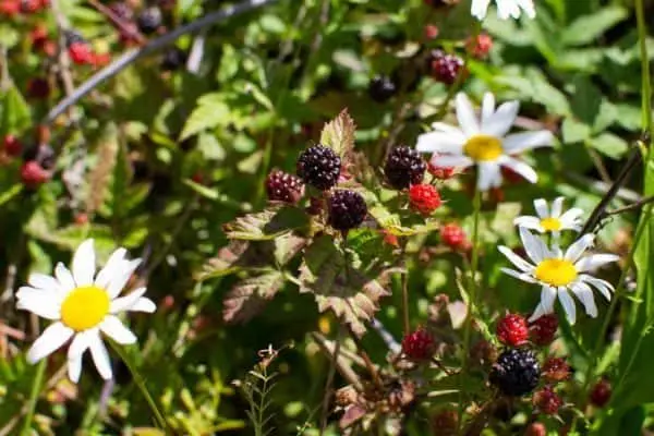 berries-e1533155795553