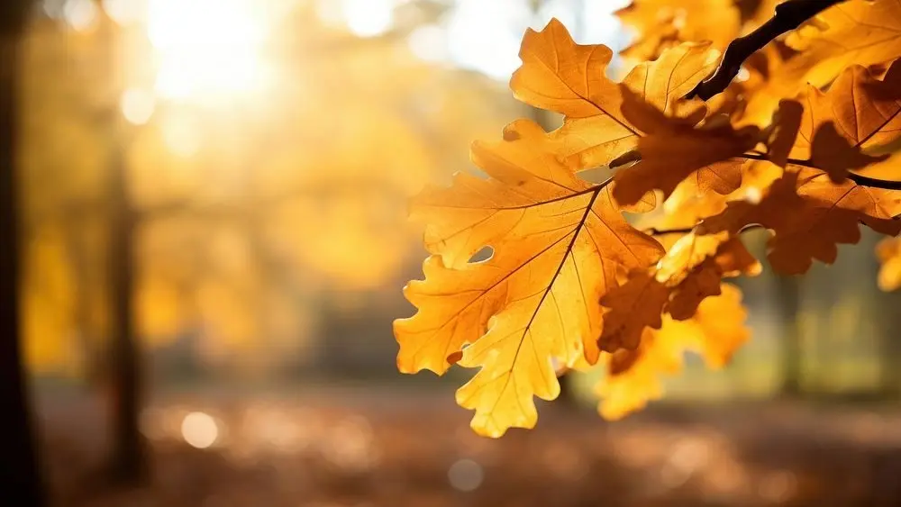 photo-of-oak-tree-leaves-in-autumn-sunny-golden-background-2