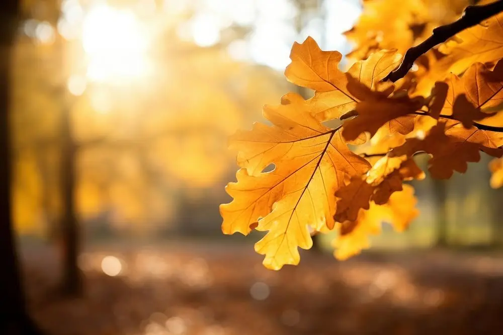 photo-of-oak-tree-leaves-in-autumn-sunny-golden-background-2