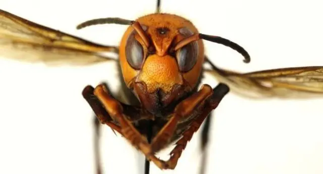 asian-hornet-face-e1585941733580