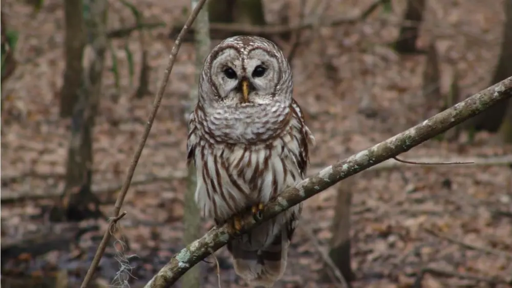 barred-owl-usfw-e1720042393631