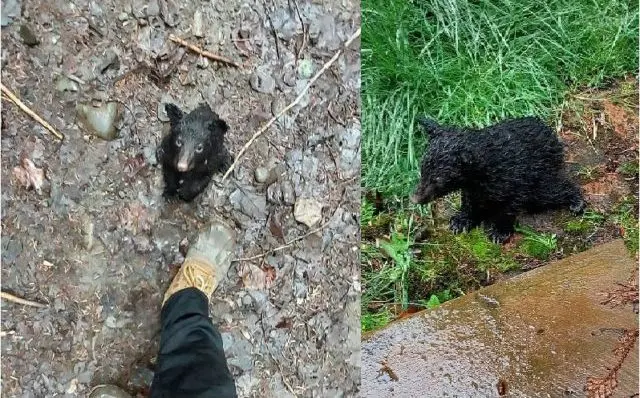 cub-edit-e1683149022131