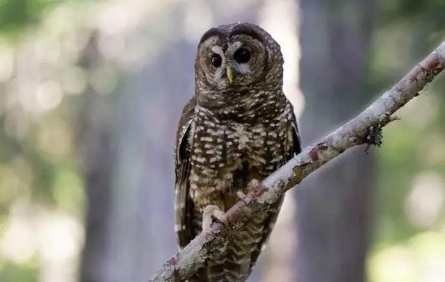 spotted-owl-e1691106507939