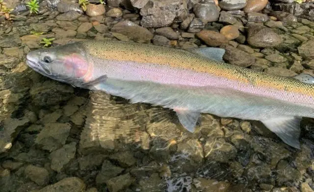 steelhead-e1645746603226-5