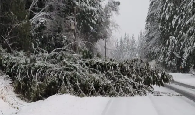 dot-tree-down-on-101-e1641324123240