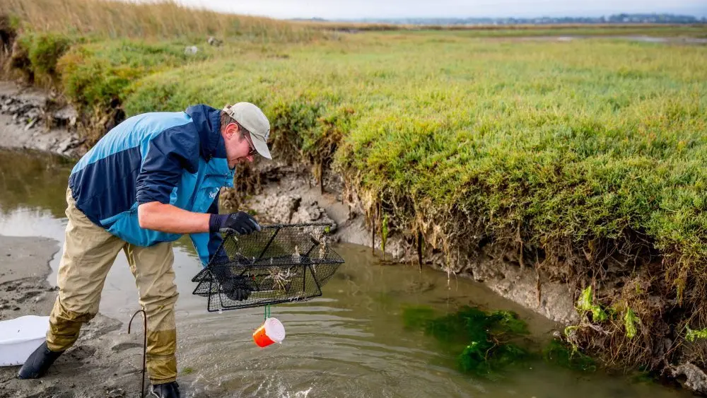 green-crab-researcher-e1743807866365