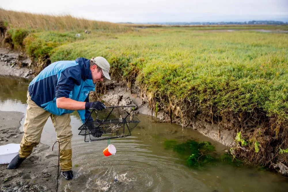 green-crab-researcher-e1743807866365