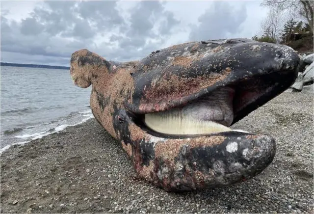 whale-fox-island-e1680655419182