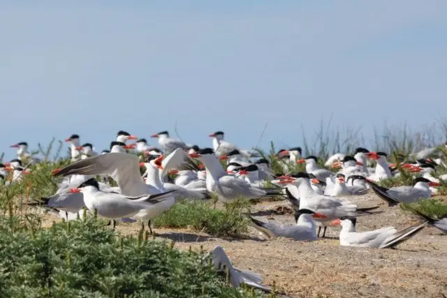 caspian_tern_colony_2_rat_island-e1693940163670