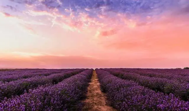 lavender-2-e1563489986947-3