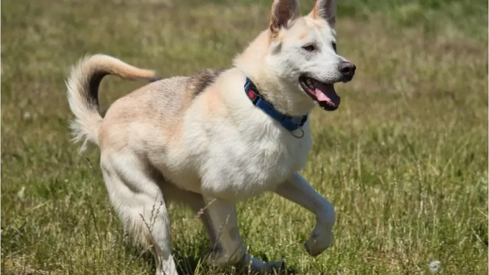 ophs-pup-e1722982446277