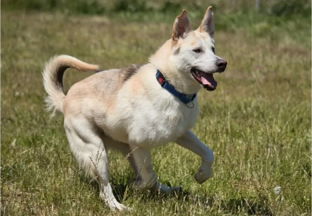 ophs-pup-e1722982446277