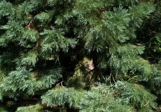 sequoia-close-e1544138437155