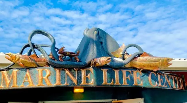 feiro-marine-life-center-e1634769933466-5