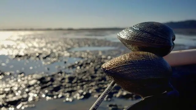 clams-wdfw-e1657227372343