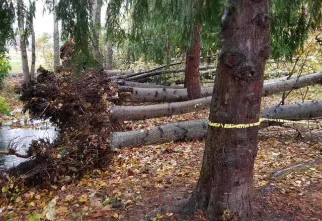 tree-row-down-rotated-e1667856627369