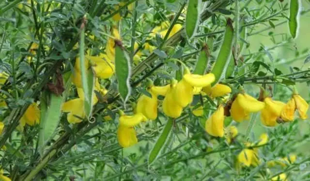 scotch-broom-e1588902784325