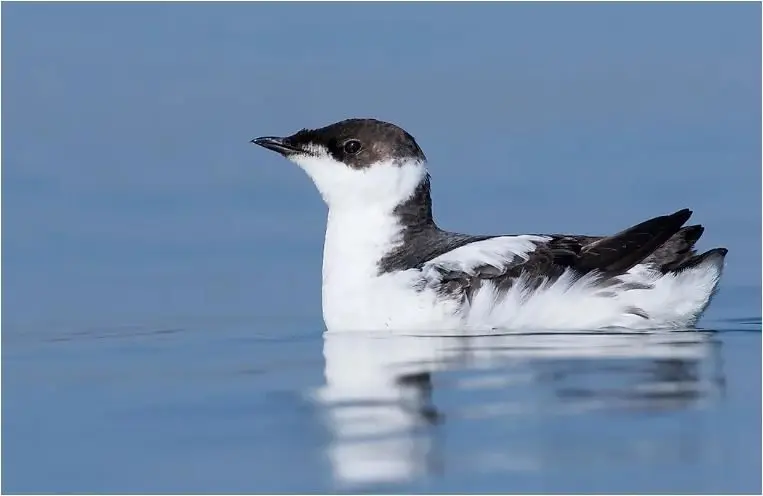 marbled-murrelet