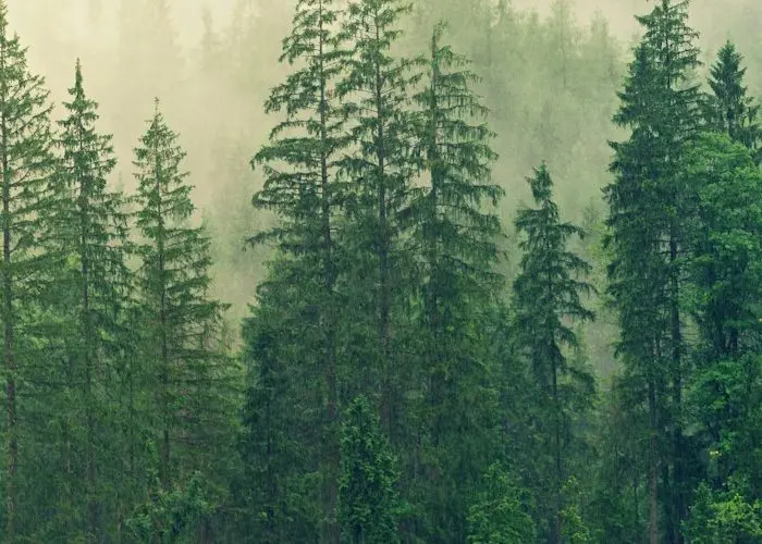 pexels-jplenio-1423600