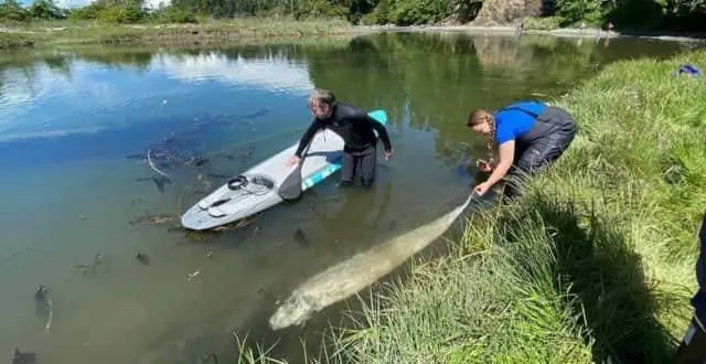 salmon1-e1591727280560