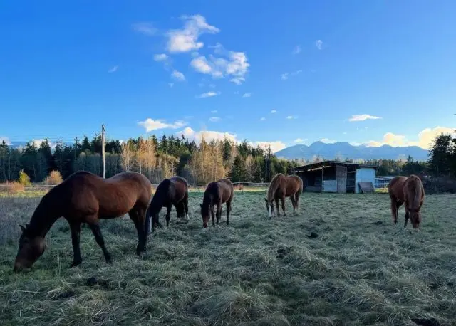 mustangs-e1665441580529