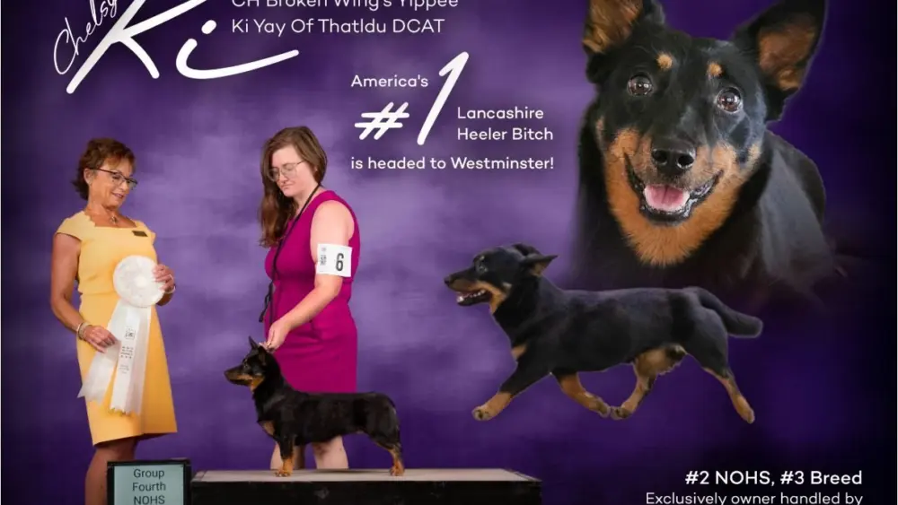 ki-the-lancashire-heeler