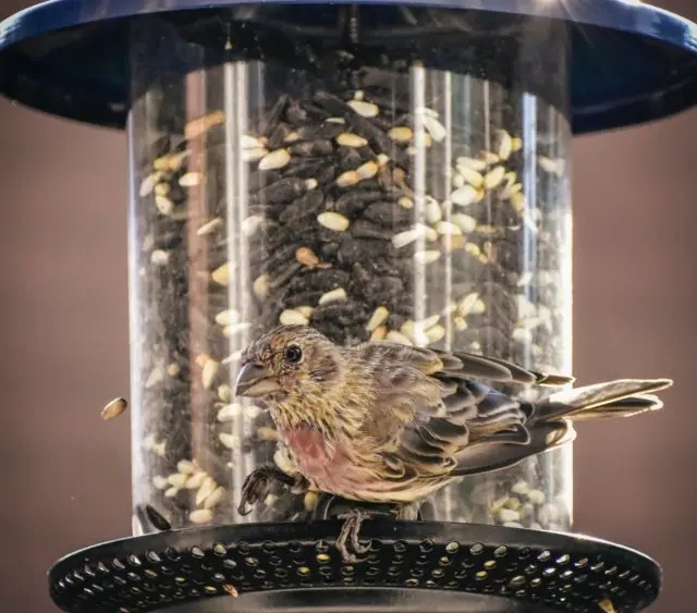 pexels-chris-f-5187225-e1610394535729