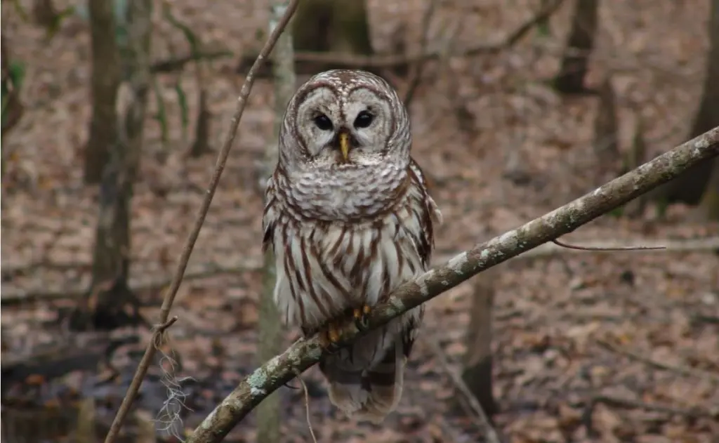 barred-owl-usfw-e1720042393631-3