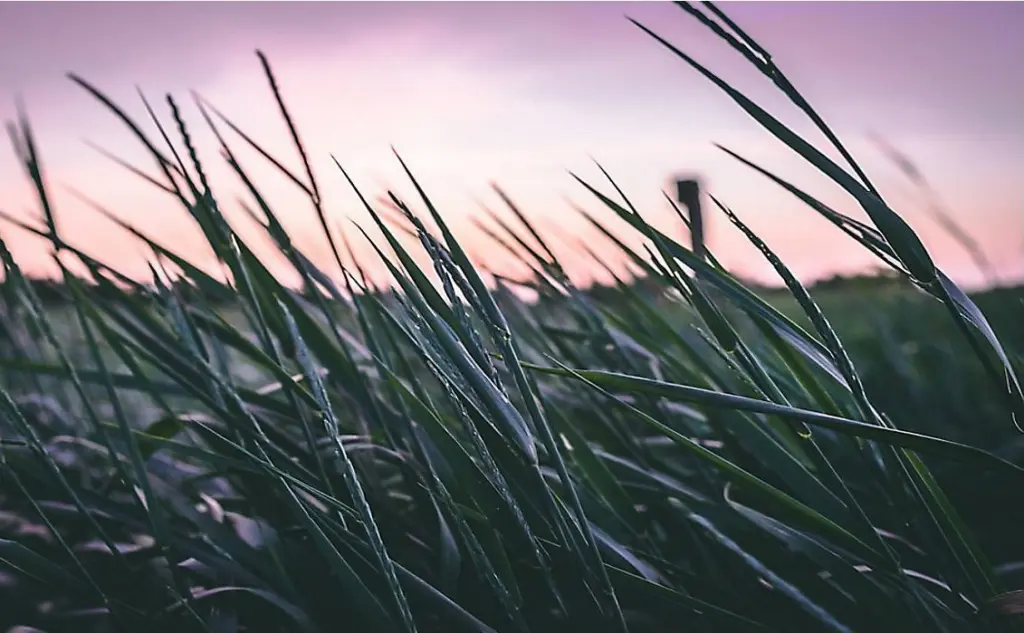 windy-e1731443697673