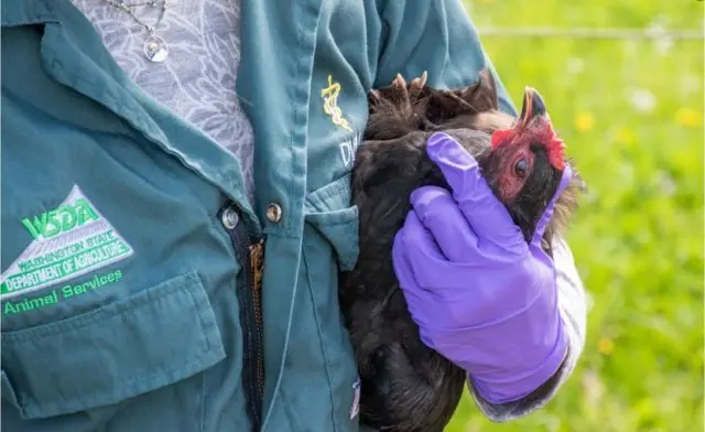 bird-flu-e1652391479722