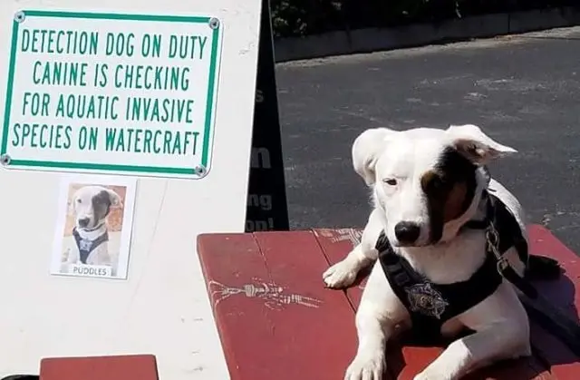 wdfw-pup2-e1560382511919