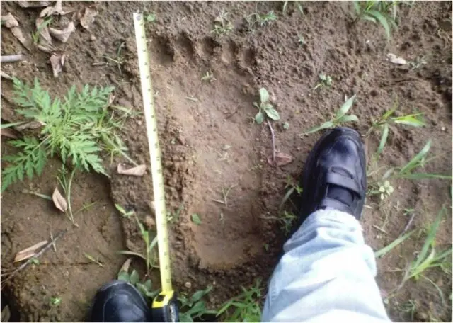 squatch-foot-print-e1681424521395
