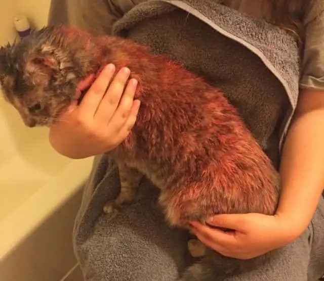 pink-cat-e1534271387279