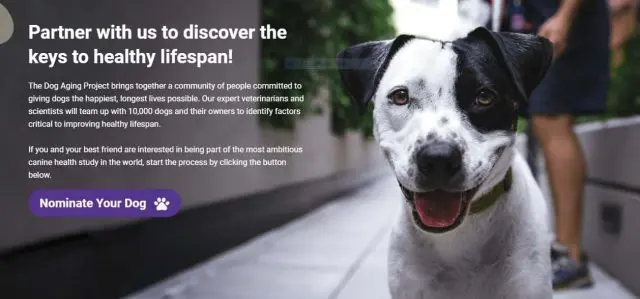 dog-study-e1573773130167