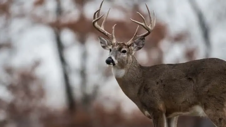 whitetailed-deer-buck