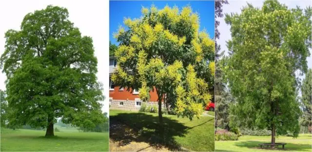 free-trees-e1690306797611-3