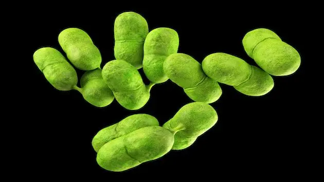 listeria-bacteria