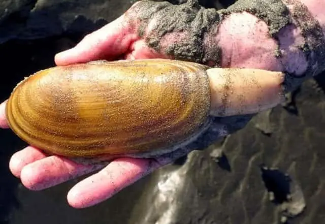 razorclam-e1680652883925-5