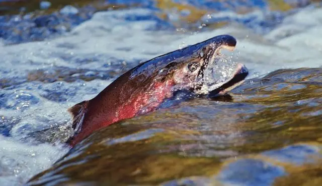 coho-salmon-e1697499274498