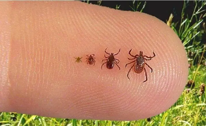 ticks-e1715977243841