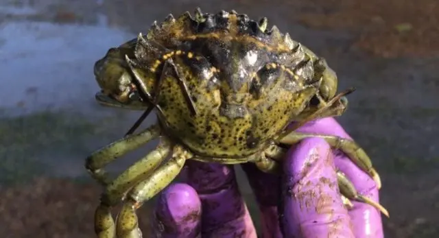 green-crab-e1621293496162-5