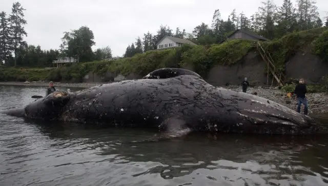 graywhalecarcass3-2-e1560883931252