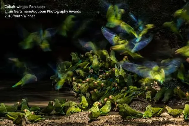 audubon1-e1553016398962